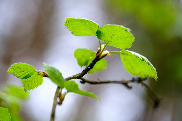 fresh young tree leaves in spring