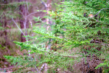 Obraz premium dense tree trunk wall growe texture in the forest in spring