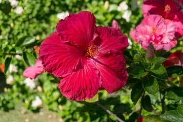 Close up of big hibiscus, chinese rose flower in the garden