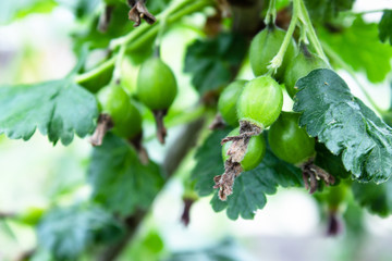 Small green currant berries on a branch.