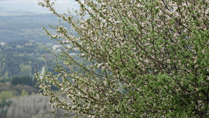 Resort Park of the City of Kislovodsk May 2019