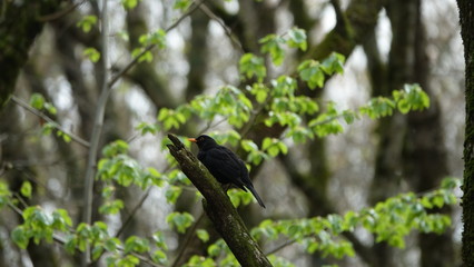 Resort Park of the City of Kislovodsk May 2019