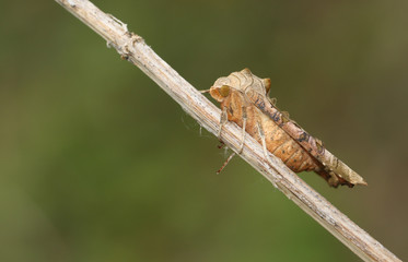 A pretty Angle Shades Moth, Phlogophora meticulosa, resting on the stem of a plant.	