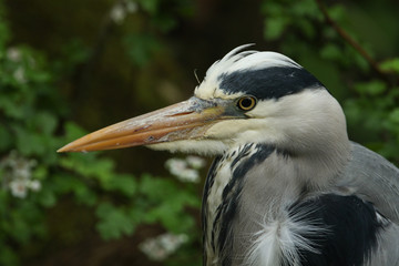 A head shot of a pretty Grey Heron, Ardea cinerea, hunting at the edge of a river.	
