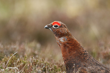 Obraz na płótnie Canvas A head shot of a beautiful Red Grouse, Lagopus lagopus in the moorland in the UK.