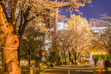 東京都港区赤坂の夜桜と街並み