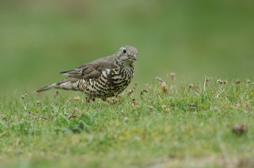 A beautiful Mistle Thrush, Turdus viscivorus, hunting for food in a  meadow. 