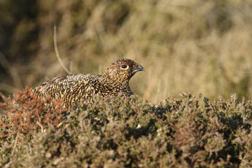 A beautiful female Red Grouse, Lagopus lagopus, resting amongst the heather in the moors in the UK.