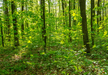 Forest trees. nature green wood sunlight backgrounds