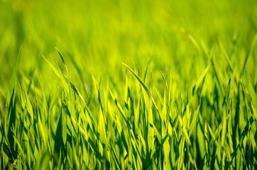 green grass background with selective focus