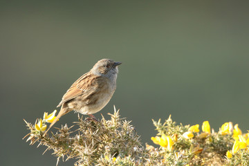 A pretty Dunnock, Prunella modularis, perched on a flowering gorse bush.