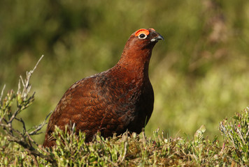 A beautiful male Red Grouse, Lagopus lagopus, standing amongst the heather in the moors in the UK.