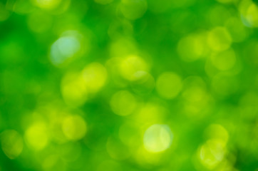 Obraz premium Green bokeh background from nature forest out of focus