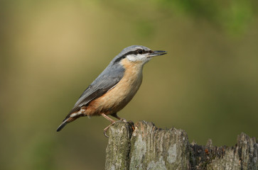 A beautiful Nuthatch, Sitta europaea, perching on a tree stump in a forest. 
