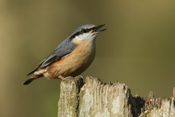 Obraz premium A beautiful Nuthatch, Sitta europaea, perching on a tree stump in a forest. 