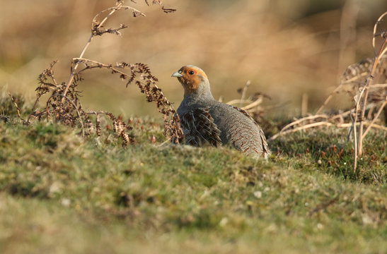 A rare Grey Partridge, Perdix perdix, in the moors of Durham, UK.