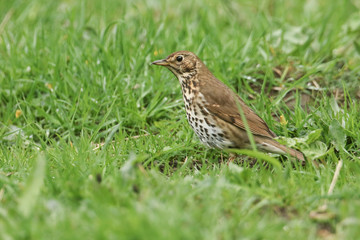 A stunning Song Thrush, Turdus philomelos, hunting for food in the grass.