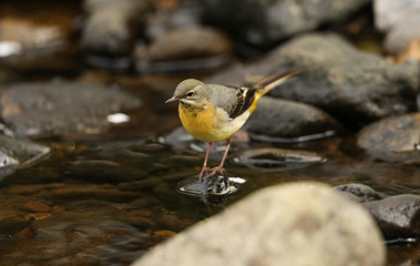 A stunning Grey Wagtail, Motacilla cinerea, standing on a rock in the middle of a river hunting around for insects to eat.