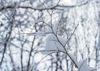 Fototapeta na wymiar Background of snow on the branches of trees