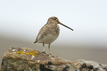 A pretty Snipe, Gallinago gallinago, perched on a rock in the moors of Durham, UK.