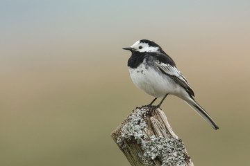 A Pied Wagtail, Motacilla alba, perching on a lichen covered post.