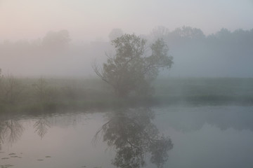 Obraz na płótnie Canvas Foggy morning. Dawn outside the city. It will be a warm day. Reflection of a tree in a lake