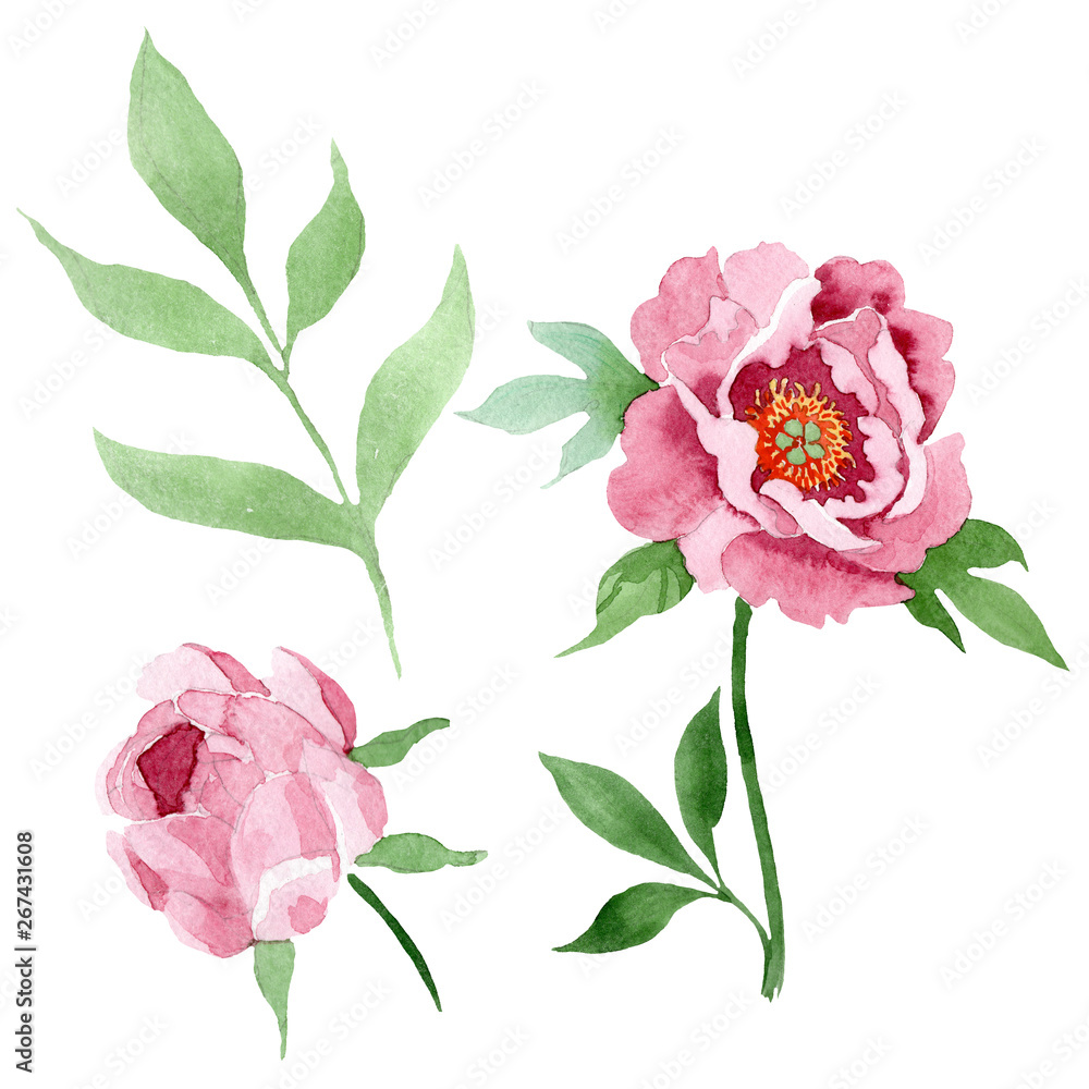 Wall mural Dark red peony floral botanical flowers. Watercolor background illustration set. Isolated peony illustration element.