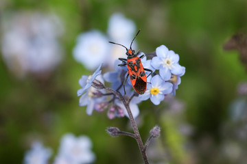 A pretty Cinnamon Bug, Corizus hyoscyami, perching on a forget- me- not flowers.