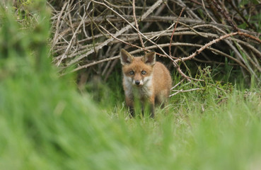 A cute wild Red Fox cub, Vulpes vulpes,  standing at the entrance of its den.