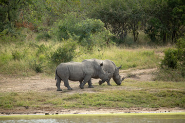 a crash of critically endangered white rhino