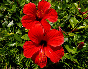 ibiscus rossi vividi e assolati © tiziana