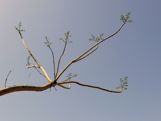 suggestivo e elegante ramo di albero contro il cielo
