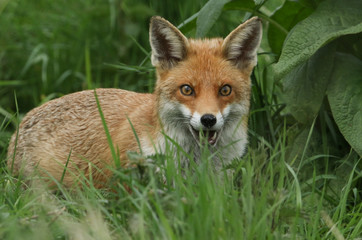 Naklejka na ściany i meble A magnificent wild Red Fox (Vulpes vulpes) hunting for food to eat in the long grass. 