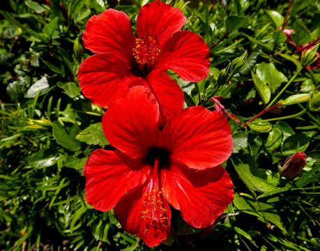 Ibiscus (různých kulturách, barev tvarů, druhů ibišku, Hibiscus sabdariffa, Ibišek čínský, Ibišek súdánský) Ibiscus