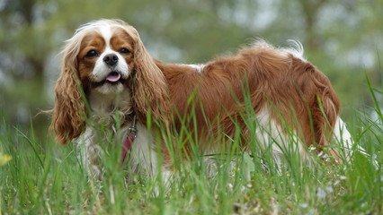 dog spaniel king charles cavalier may 2019