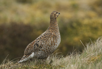 A beautiful rare female Black Grouse, Tetrao tetrix, standing in the moors on a rainy day.