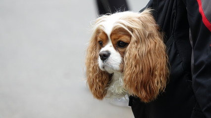 dog spaniel king charles cavalier may 2019