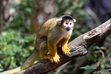 Naklejka na ściany i meble Black Capped Squirrel Monkey in Monkeyland / South Africa