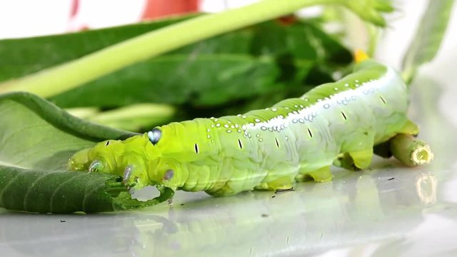 Oleander Hawk Moth Caterpillar (Daphnis nerii, Sphingidae), eat leaves of a plant.