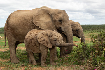 Fototapeta na wymiar Family of Elephants in Addo Elephant Park