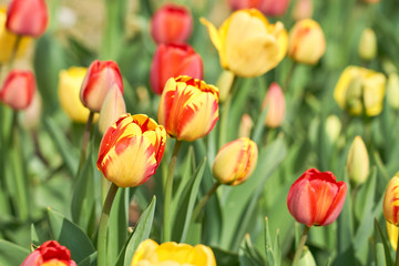 Fototapeta premium Red and yellow tulips with blurred background bokeh.