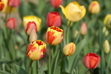 Red and yellow tulips with blurred background bokeh.