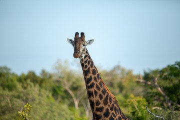 The beautiful savanna giraffe photographed in the lowveld of southern africa