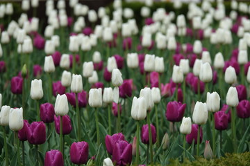 Obraz premium flower, tulips, spring