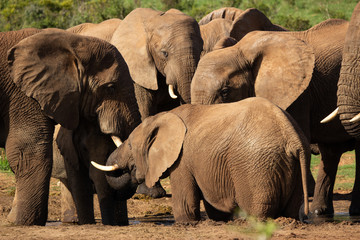 Herd of Elephants in Addo Elephant Park 