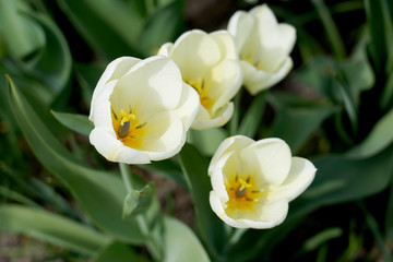 Obraz na płótnie Canvas White tulips with blurred background bokeh. Copy space.