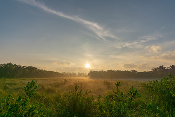 Fog over the grass In the morning Nature along the way in Chumphon Province