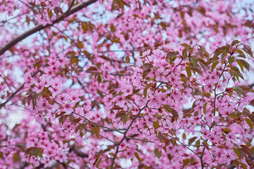 Branch of pink cherry blossoms against a blue sky and blurred background. Copy space.