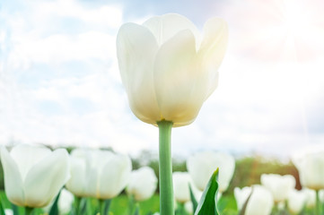 white tulips in nature - obrazy, fototapety, plakaty