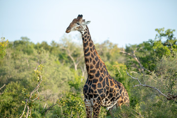 The beautiful savanna giraffe photographed in the lowveld of southern africa